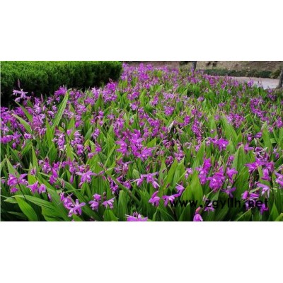 池州白芨种苗基地ꇌ大量批发紫花1至两年白芨种苗√
