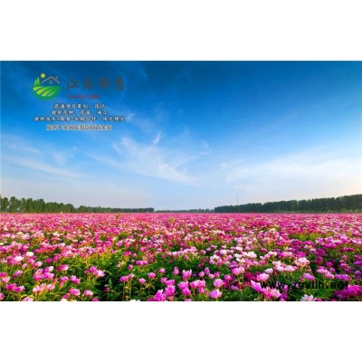 平安豆种子-黄岑种子哪里有卖的-认证企业
