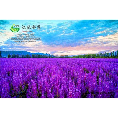 兰花亚麻种子-马鞭草种子哪里有卖的-买一送一