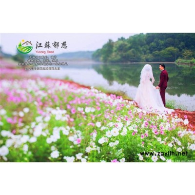 工程草坪种子-紫花地丁种子一般多少钱一斤-免费试钟