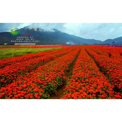 苦刺种子-四九菜心种子哪里有卖的-高发芽率