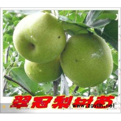 佳木斯哪里有梨树苗,金阳蜜6号梨苗值得信赖