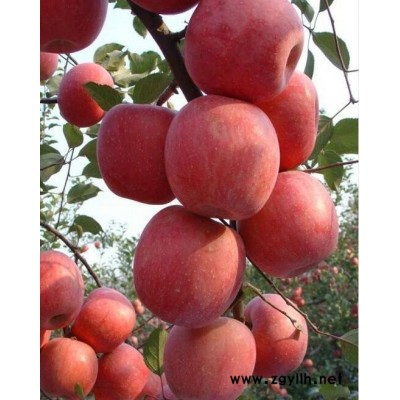 扬州美8苹果苗技术指导质量好