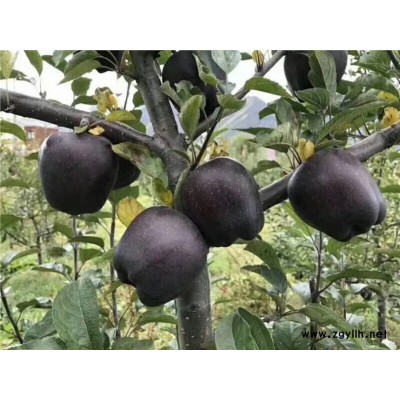 滨州烟3号苹果苗产量高值得信赖