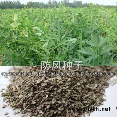 防风种子种植基地批发,家种北防风种子价格