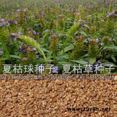 夏枯球种子种植基地批发,紫花夏枯草种子价格
