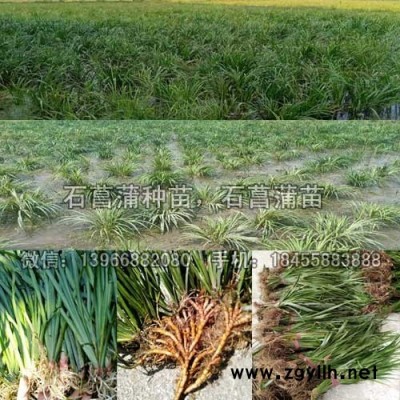 石菖蒲种苗种植基地批发,野生九节石菖蒲苗价格