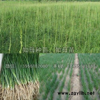 知母种苗种植基地批发,改良毛知母苗价格