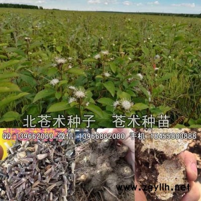 苍术种苗种植基地批发,朱砂点北苍术苗价格