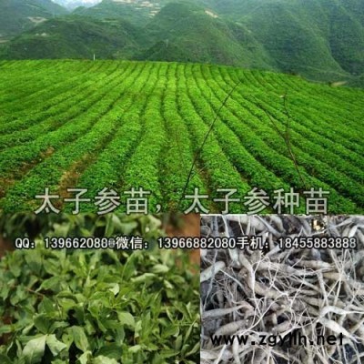 太子参种苗种植基地批发,改良太子参苗价格
