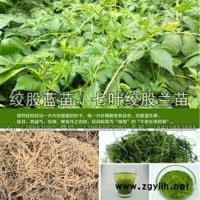 绞股蓝种苗种植基地批发,七叶绞股兰苗价格