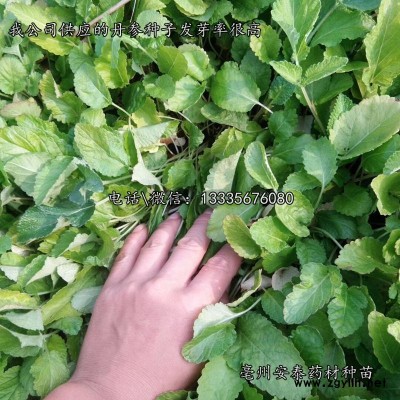 采购丹参苗/改良丹参苗