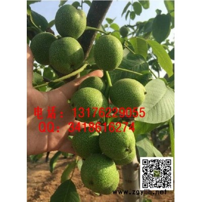 核桃苗哪个品种好 山东哪里有核桃苗卖 核桃苗怎么培育 冠核一号核桃苗价格