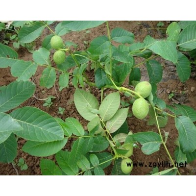 重庆核桃树苗，重庆核桃树苗价格，重庆核桃树苗基地