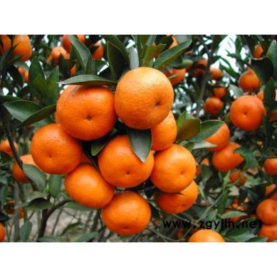 四川春见苗批发，四川春见苗特点，四川春见苗出售