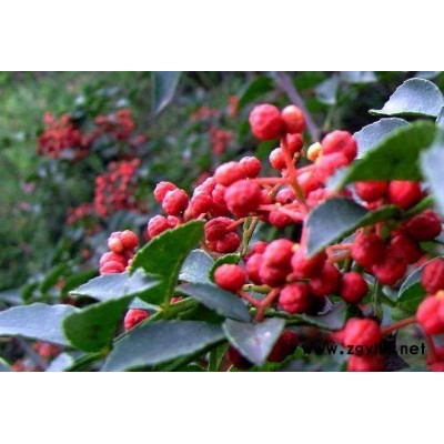 四川大红袍花椒苗基地，四川大红袍花椒苗价格