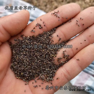 益母草种子价格 益母草种子批发零售价格
