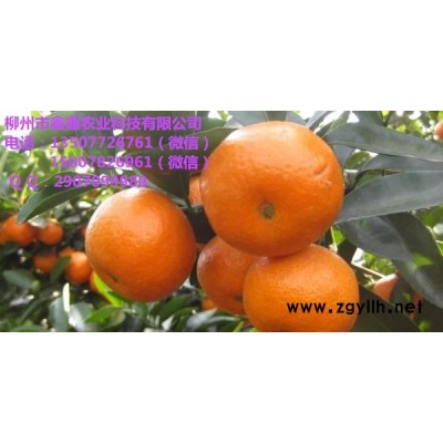 江门迟熟无核沙糖桔苗出售