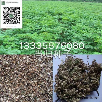 当归种子/当归种子批发价/当归种子产地报价