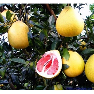 四川红心柚子苗，四川红心柚子苗销售