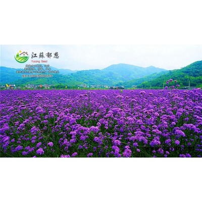 柳穿鱼种子一般多少钱一斤...认证企业