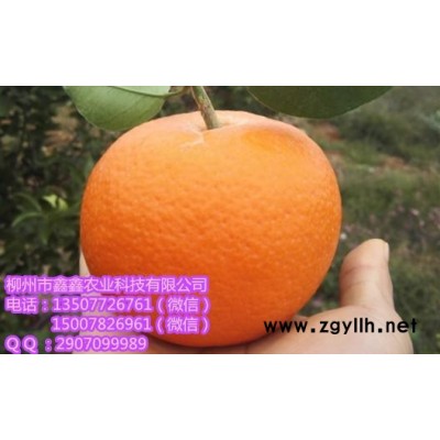 广东爱媛30苗子哪里有卖