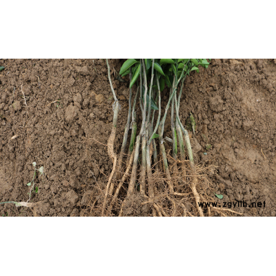 铜仁果苗出售【铜仁哪里有果苗出售】铜仁大量优质果苗出售