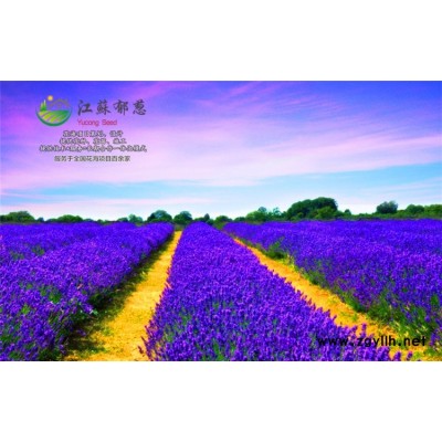 工程草花种子哪里有卖的...高发芽率