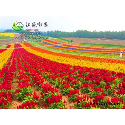 黄连木种子价格...高发芽率