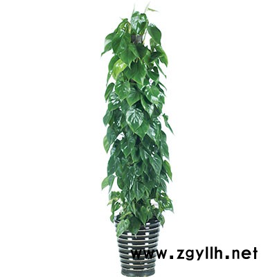 汉阳绿植出租-花卉绿植出租-雅淳花卉(推荐商家)