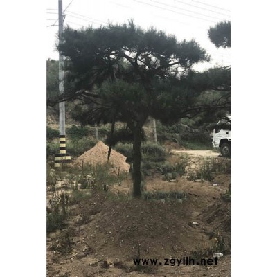 造型景观松价格一般多少-泰安造型景观松-戎新景观松