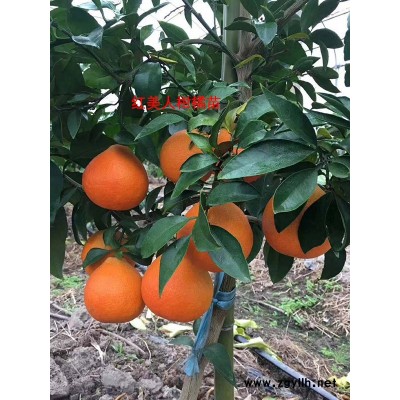 太秋甜柿苗-太秋甜柿苗批发-扬名苗木(推荐商家)