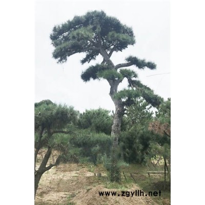 戎新造型油松(图)-造型景观松大概多少钱-唐山造型景观松