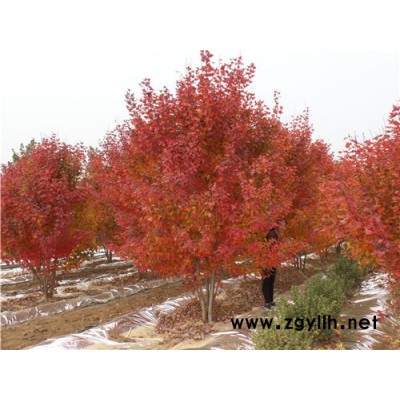 丛生美国红枫工程绿化树种-丛生美国红枫-金枫绿化(查看)