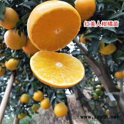 太秋甜柿苗-扬名苗木品种丰富-太秋甜柿苗批发