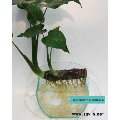 武汉绿植租售-武汉绿植-雅淳花卉植物出租(查看)