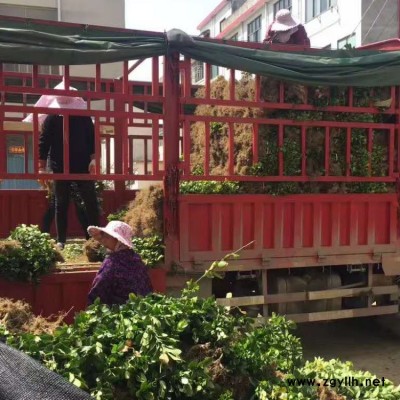 植被大叶黄杨苗图片 豫宛