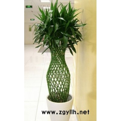 室内盆栽租赁-众芳园艺公司