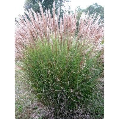 芳青花卉苗(图)-荻草