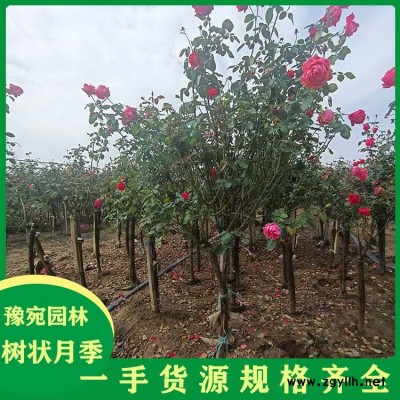 6公分树状月季小青杆批发基地 豫宛 4公分树状月季小青杆