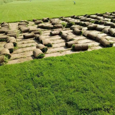 园林草坪基地-毕节园林草坪-安宁建勇真草坪价格低(查看)