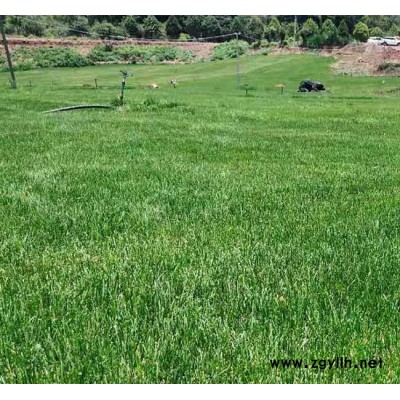 混播草坪批发基地-安宁铭岩草坪价格-昆明混播草坪