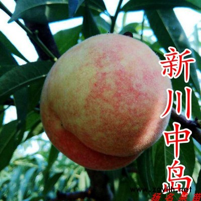 锦花黄桃苗-扬名苗木源头好苗-锦花黄桃苗批发苗圃