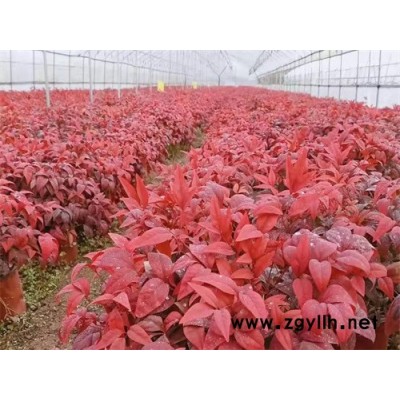 火焰南天竹变色盆栽-金枫绿化-火焰南天竹