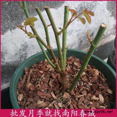 带土球月季小苗价格-带土球月季小苗-春诚月季规格全(查看)
