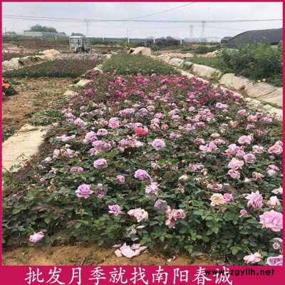 南阳月季种植基地-春诚月季(在线咨询)-南阳月季