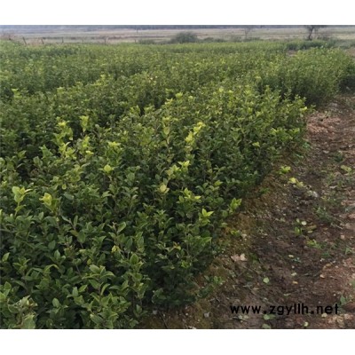 油茶苗-高产油茶苗圃基地 -油茶苗多少钱一颗