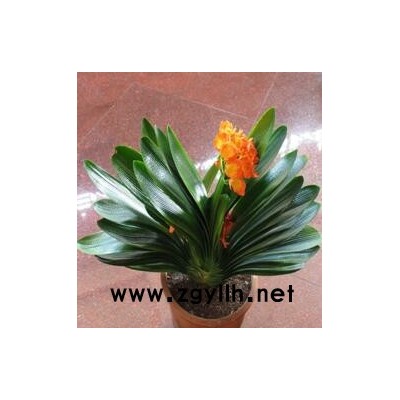 武汉花卉租赁-众芳园艺有限公司