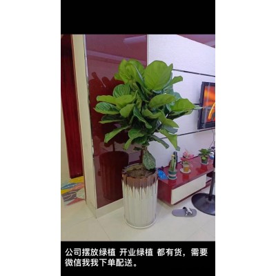 武汉绿植出租-美静园艺花卉租摆设计-鲜花绿植出租