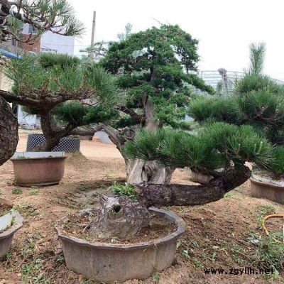 湖南黑松盆栽基地 宁夏黑松盆栽报价 名君苗木